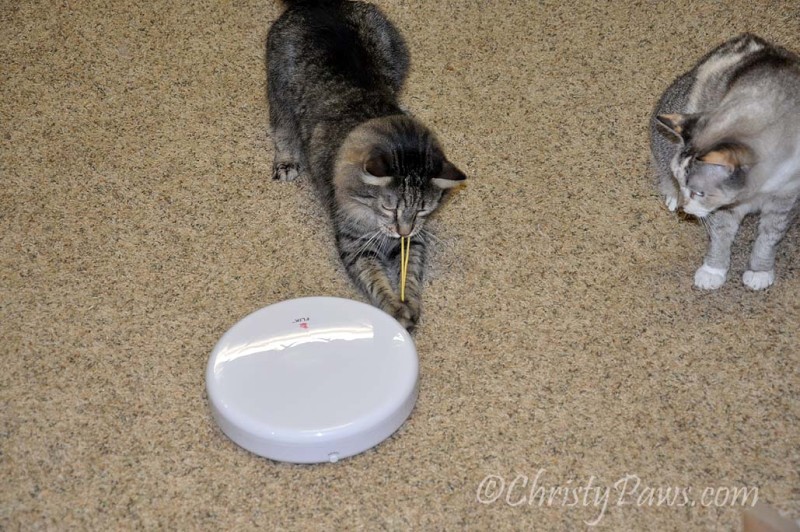 What IS that thing? - We won a FroliCat Flik - Christy Paws