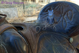 Cowcat UP! - Trail Ride Adventure of a Cat Scout - Ali couldn't wait to get in the saddle