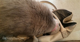 Miss Kitty in mom's bag
