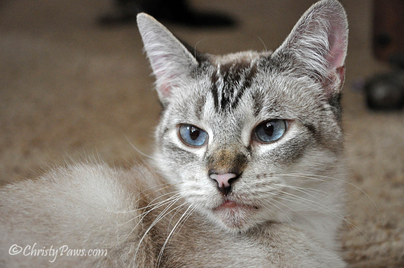 Mancat Monday with Ocean - beautiful ice-blue eyes