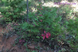 Cowcat UP! - Trail Ride Adventure of a Cat Scout - poison oak