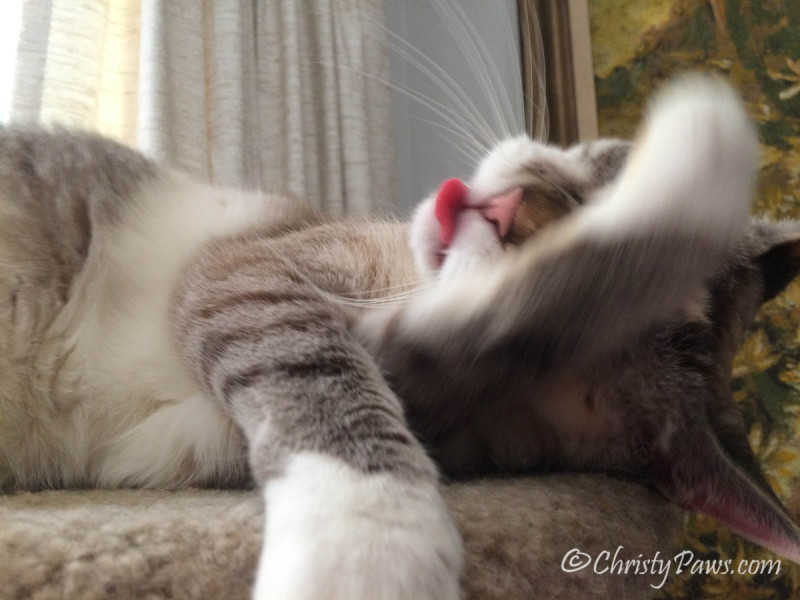 My Thoughts on Selfies Today - Christy Paws