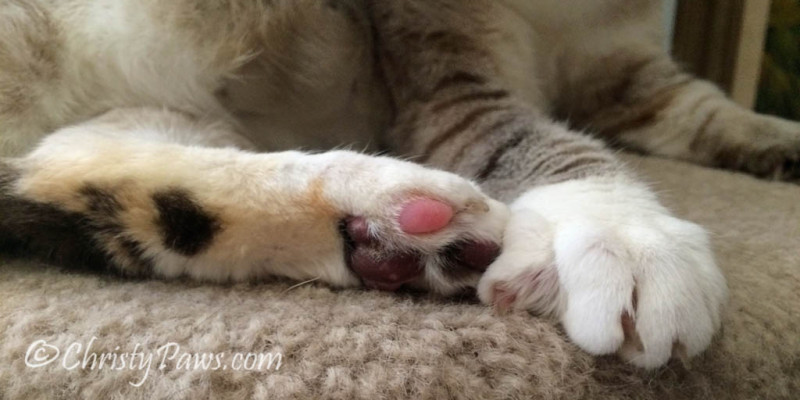 My toes on Sunday Selfies - Christy Paws