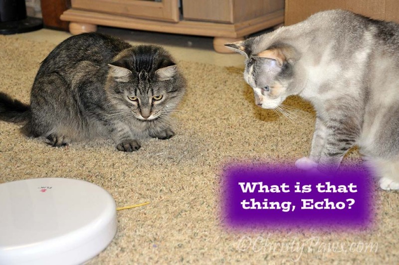 What IS that thing? - We won a FroliCat Flik - Christy Paws