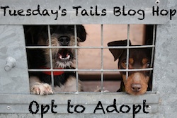 opt2adopt