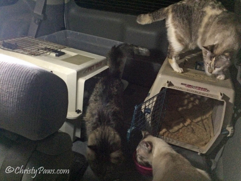Where do Evacuated Kitties Stay During a Fire? - Our first night in the car