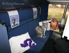 train bedroom - Lionesses on the Prowl