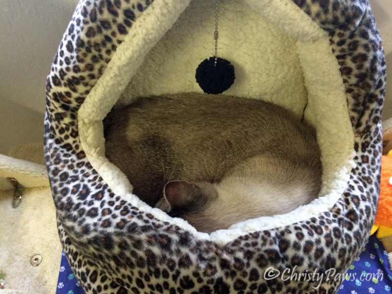 Ocean curled up in new cozy cat bed