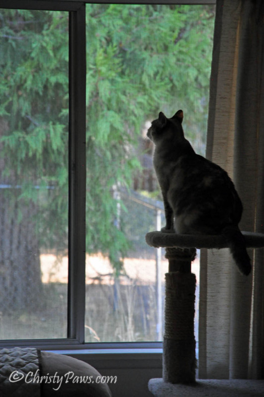 Wordless Wednesday: Cooler Weather Means Open Windows with lots of whiffing and birdTV! www.christypaws.com 