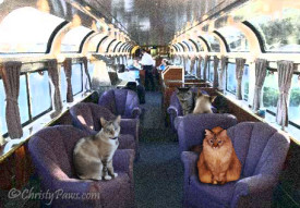 train parlor car - Lionesses on the Prowl