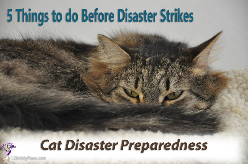 5 things to do before disaster strikes -- cat disaster preparedness