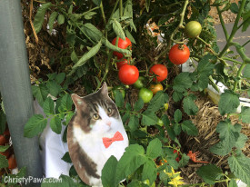Andy in the garden with tomatoes