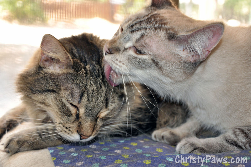 Brotherly Love - Ocean grooming Echo - cats groom