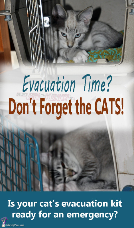 Cats-in-crates - 5 Things to do Before Disaster Strikes -- Cat Disaster Preparedness