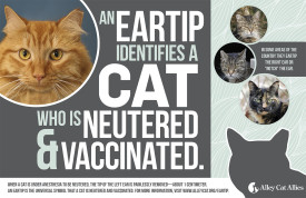 Eartip poster from Alley Cat Allies - feral cat day