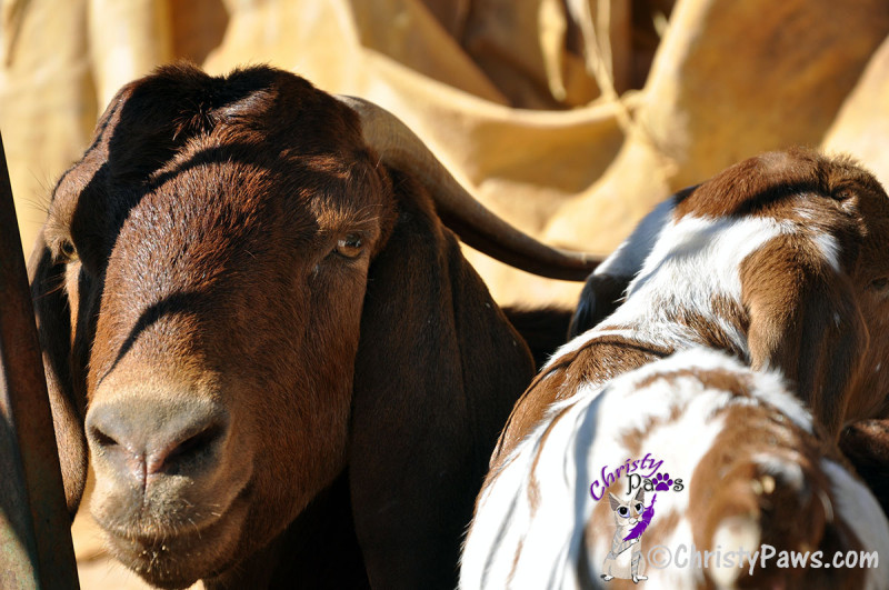 Not My Mama's Face - Goats for Sunday Selfies