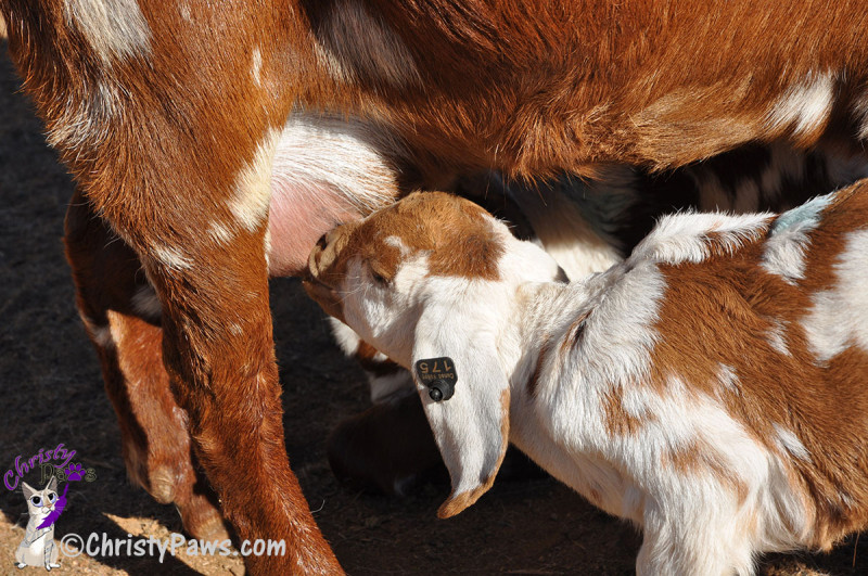 baby goat kid nursing
