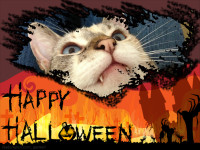 Happy Halloween - Do you have to perform tricks for treats?