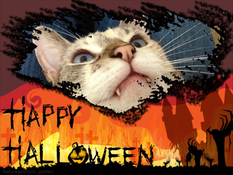 Happy Halloween - Do you have to perform tricks for treats? www.christypaws.com