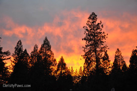 Spectacular Sunset and pine trees