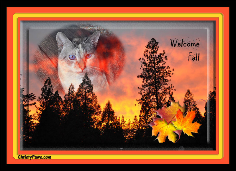 Caturday Art: Flaming Colors of Fall, digitally manipulated photo of a beautiful sunset and a cat. www.christypaws.com