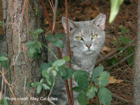 Eartipped community cat from Alley Cat Allies