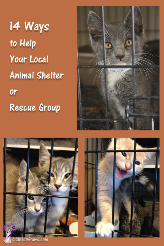 14 Ways to Help Your Local Shelter or Rescue Group