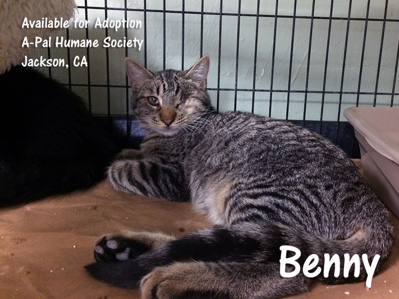 Available for adoption: neutered male, gray tabby, Benny