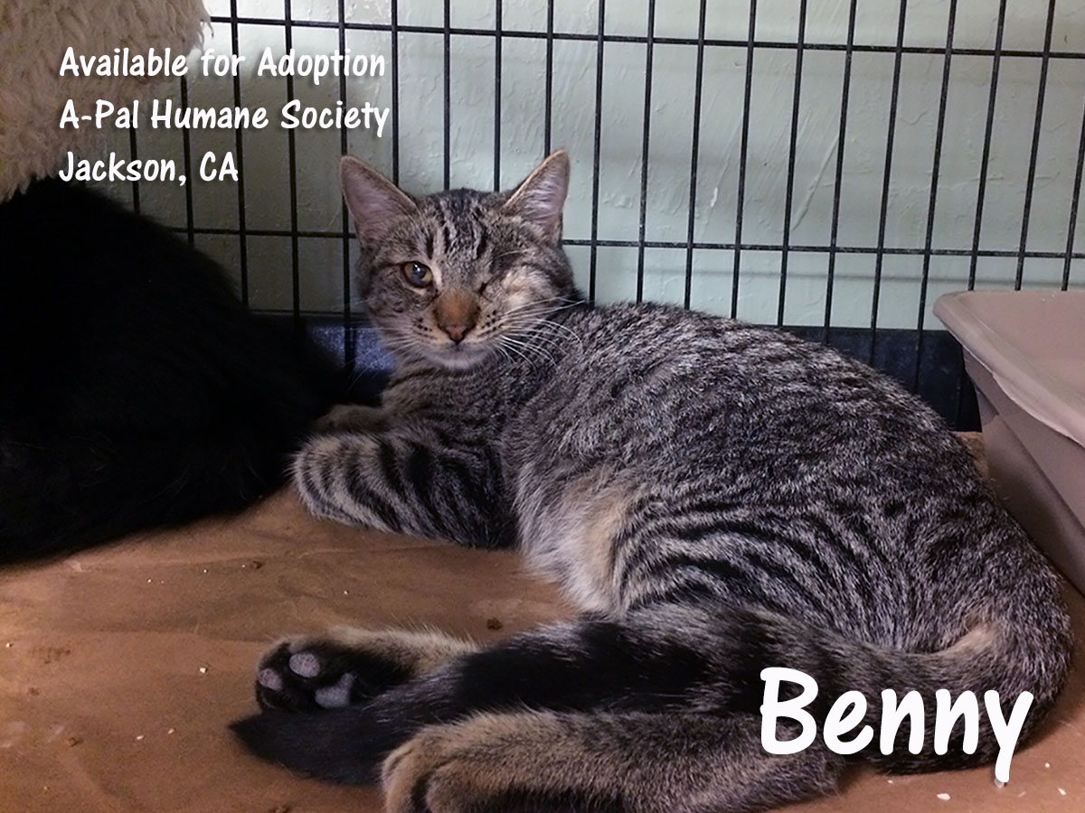 neutered male, brown tabby, Benny