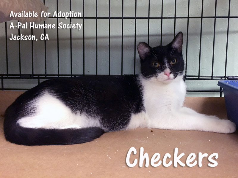 Short-haired, black and white, spayed female, 6 months old