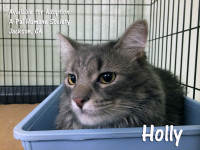 Medium to long-haired, gray, 9 months old, spayed female, Holly