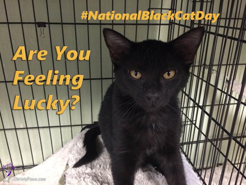 Are you feeling lucky? - #NationalBlackCatDay