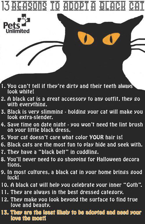 13 Reasons to Adopt a Black Cat