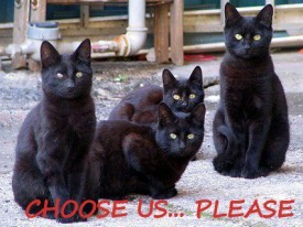 Black cat adoption, choose us, National Black Cat Day