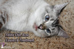 Cat laying sideways with text overlay: Feline Chin Acne Causes and Treatment
