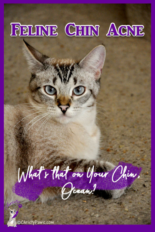 Siamese cat with text overlay: Feline Chin Acne