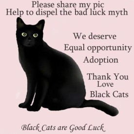 Equal opportunity adoption for black cats - National Black Cat Day