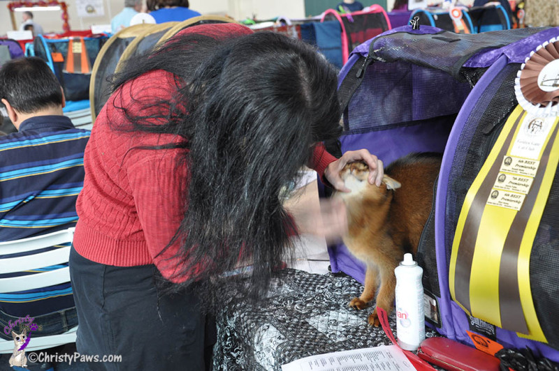 Grooming Summer at the cat show