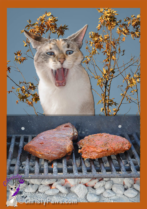 Hungry kitty gretting ready to chow down on a couple of tri-tip roasts on the barbecue