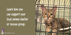 Learn how to support your local animal shelter or rescue group