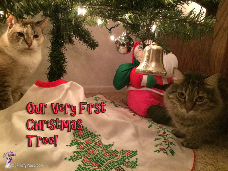 Me, Christy, and Echo under the Christmas tree