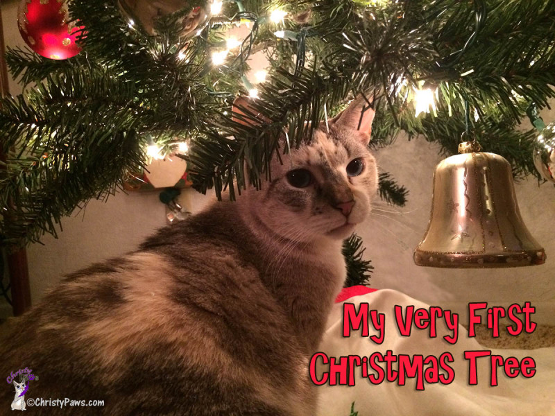 Me, Christy, sitting under my very first Christmas tree