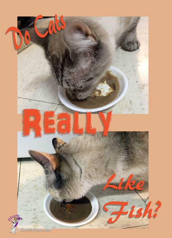 two pictures of cats eating ground sardines with text overlay: Do cats really like fish?