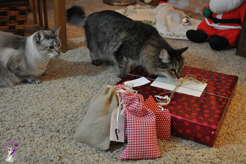 Our Secret Paws Finally Revealed - Echo and Ocean examining the packages