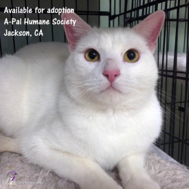 Mr. White is available for adoption through A-Pal Humane Society in Jackson, CA