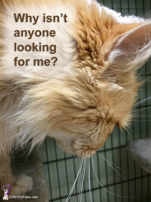 Things Will Get Better -- Available for Adoption in Jackson, CA -- Why isn't anyone looking for me?