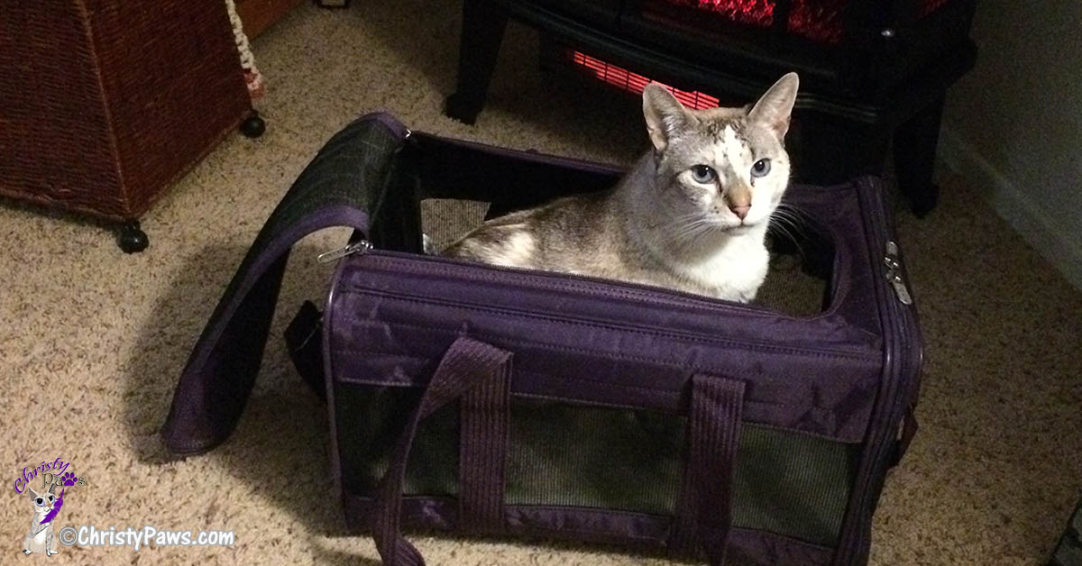 Christy in her carrier