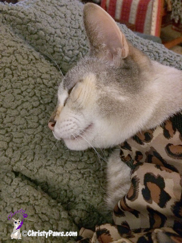 Christy sleeping in leopard harness prepping for- My First Car Ride in Over a Year