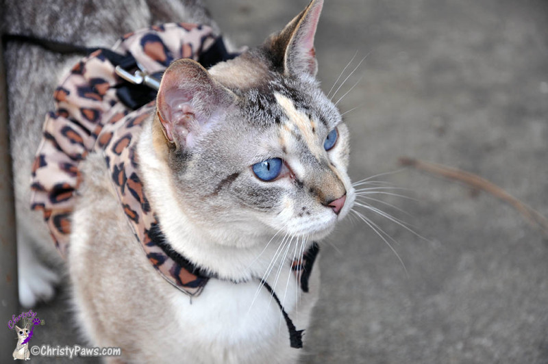 Leopard Harness 