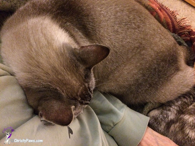 Ocean sleeping on mom's shoulder